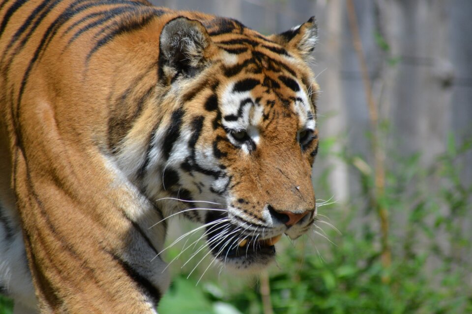 Dangerous predator close up