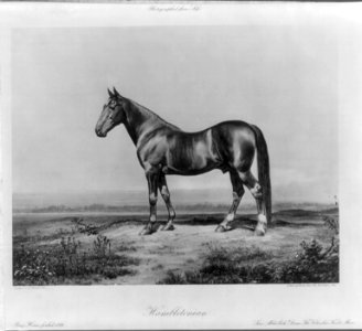 Hambletonian. Bay horse, foaled 1849. Sire Abdullah, Dam The Charles Kent Mare LCCN2006681297