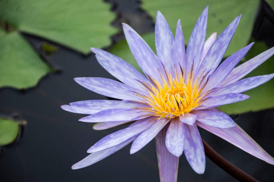 Bloom lotus leaf lotus lake