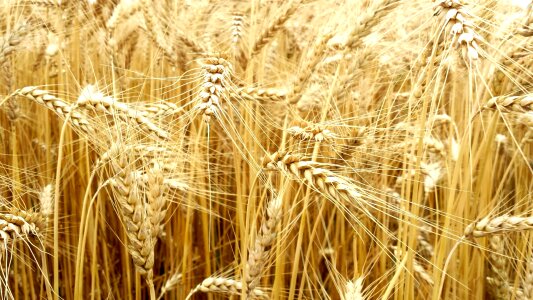 Field plant grain