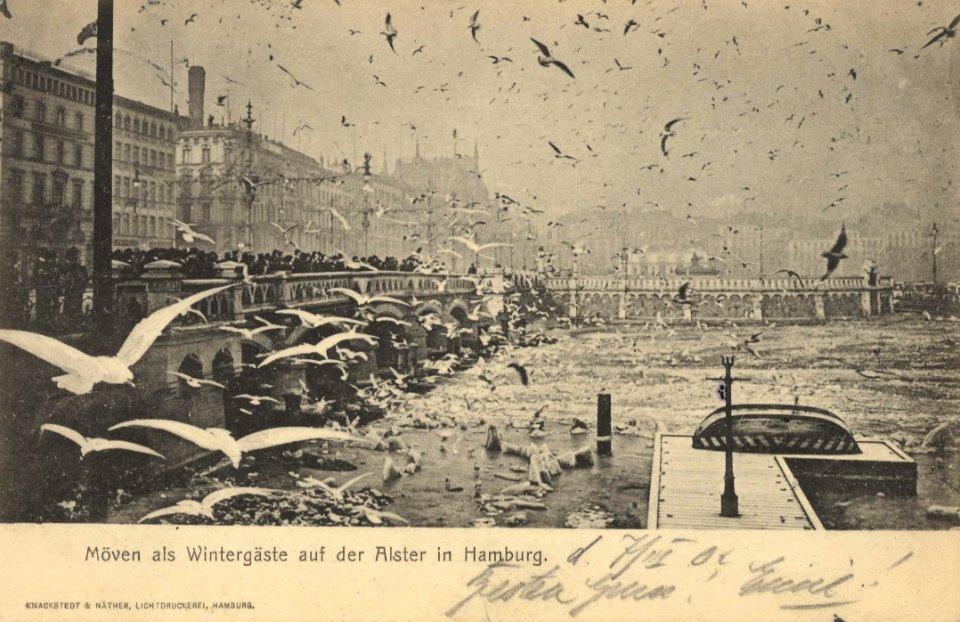 Hamburg, Hamburg - Alster (Zeno Ansichtskarten)