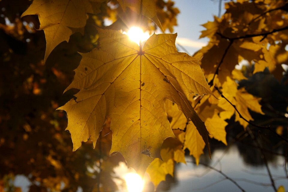 Sun golden autumn transience