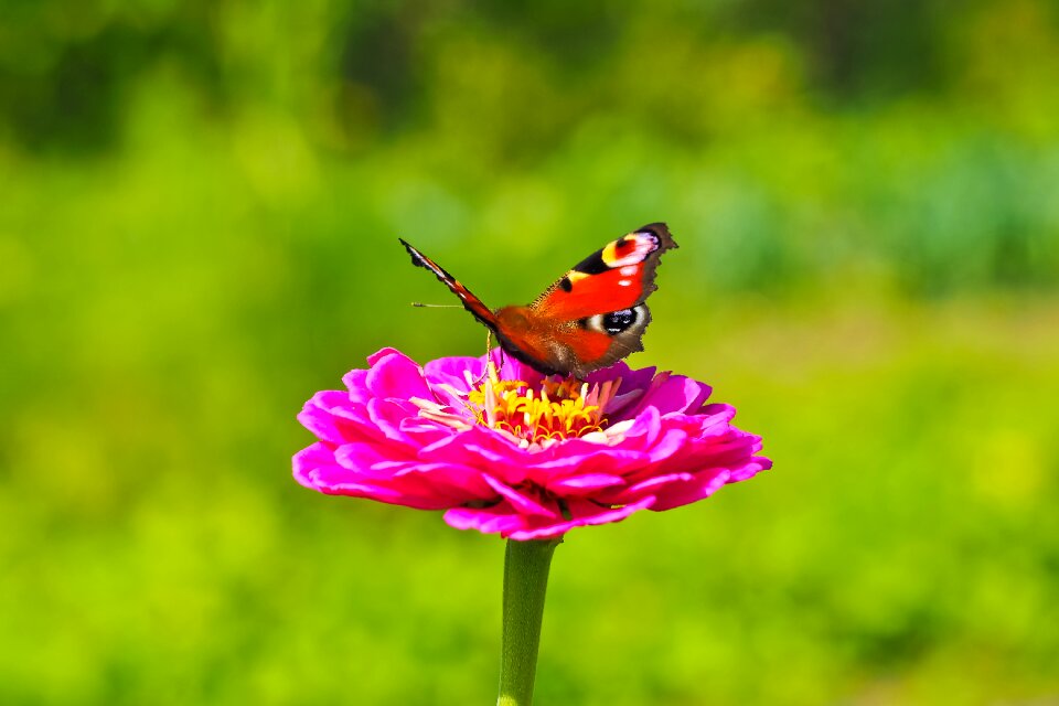 Bloom insect close up photo