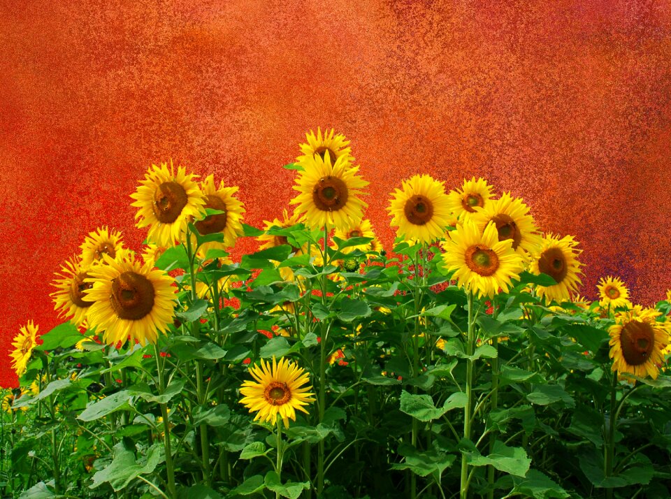 Nature yellow flower flower