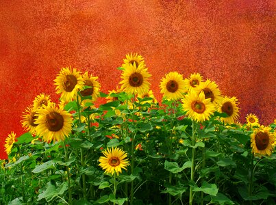 Nature yellow flower flower