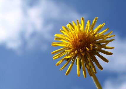 Outdoors dandelion flower