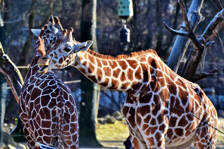 Long jibe wild animal ruminant