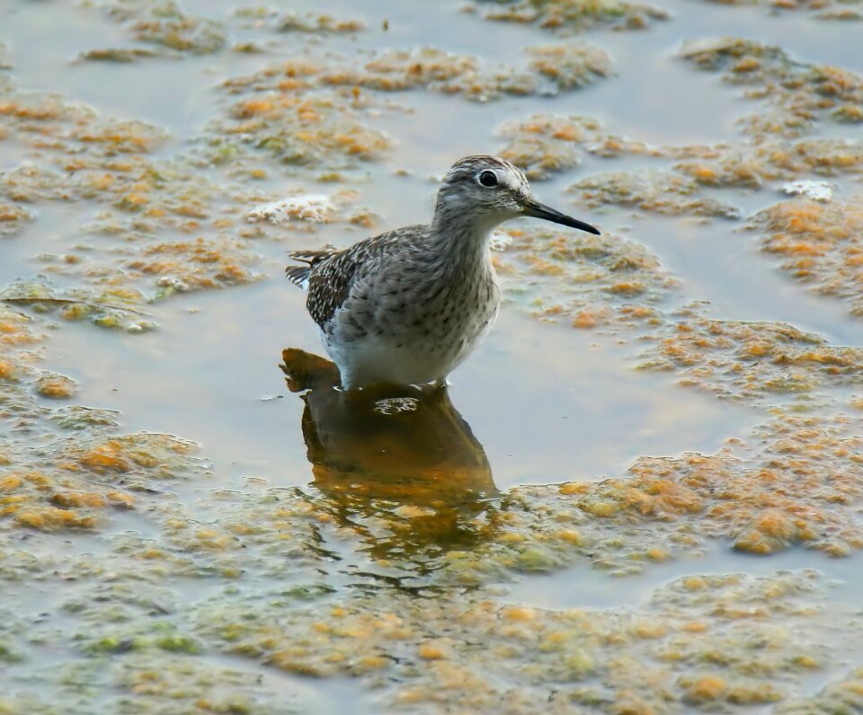 Water shorebird animal