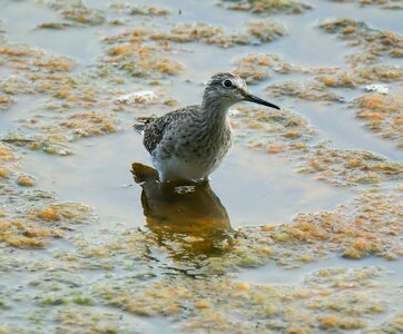 Water shorebird animal photo