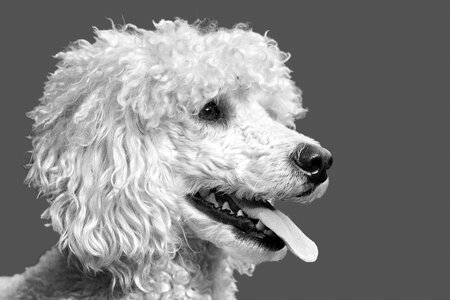 The dog breed white black white