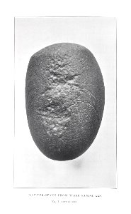 Hammer stone from Tiree sandhills 01 Beveridge 1903