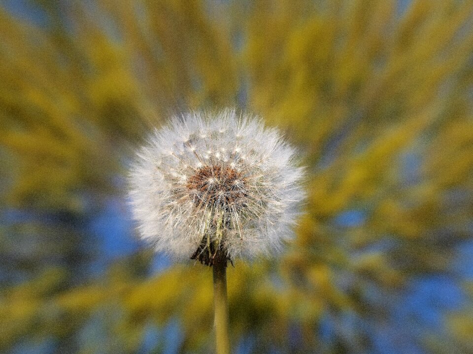 Dandelion outdoors seed