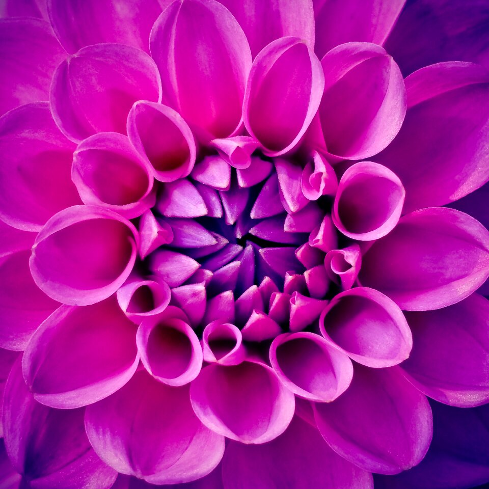 Blossom bloom dahlia garden