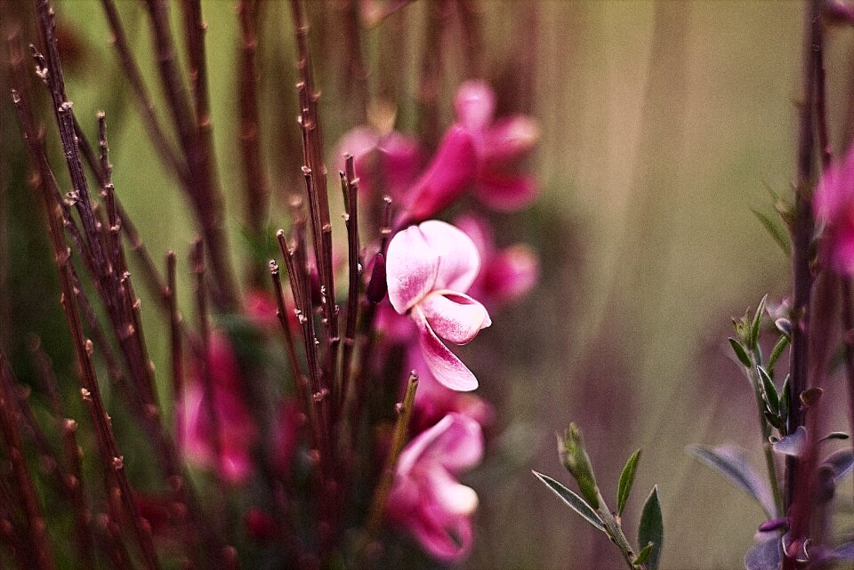 Petal plant branch