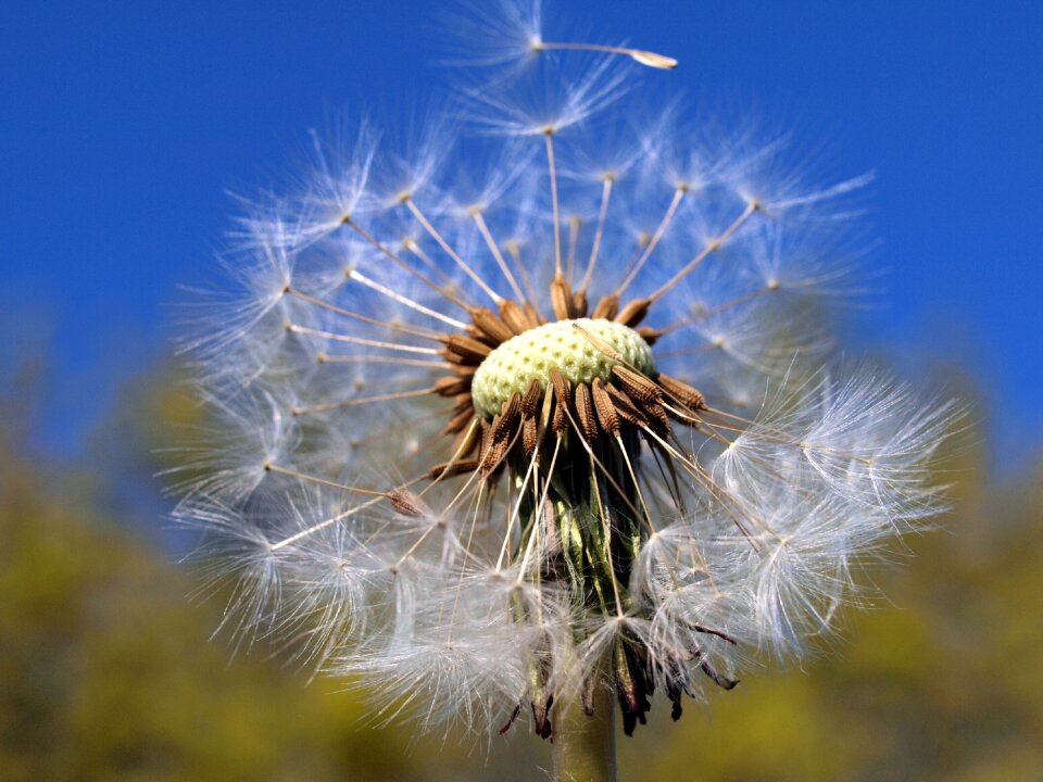 Flower summer seed