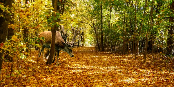 Autumn season landscape