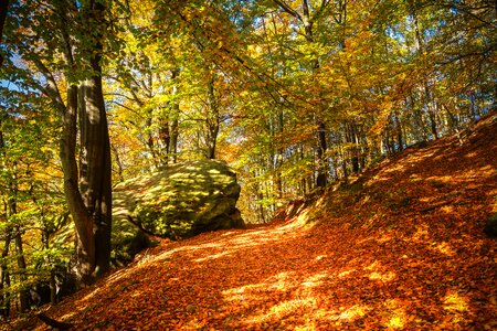 Nature leaves golden autumn photo