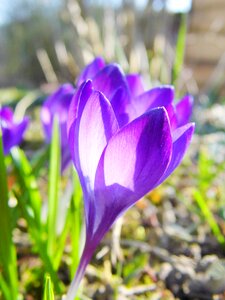 Garden flowers leaf photo