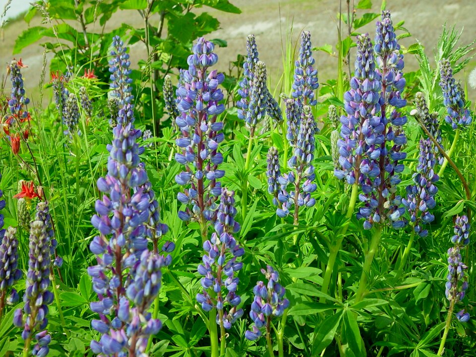 Nature purple green