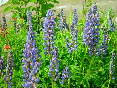 Nature purple green
