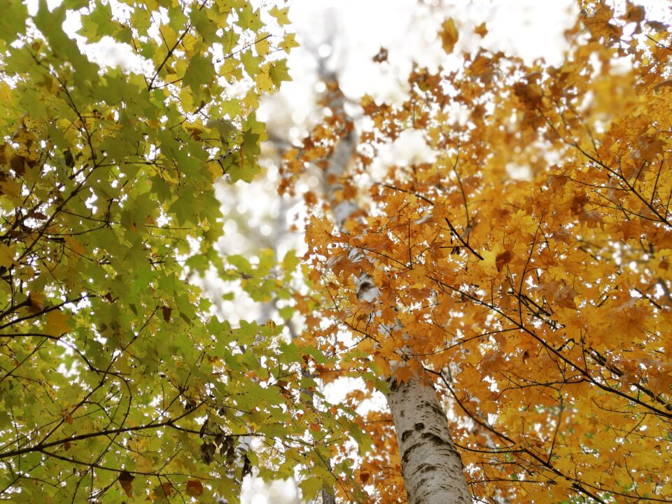 Red-yellow-green birch forest birch
