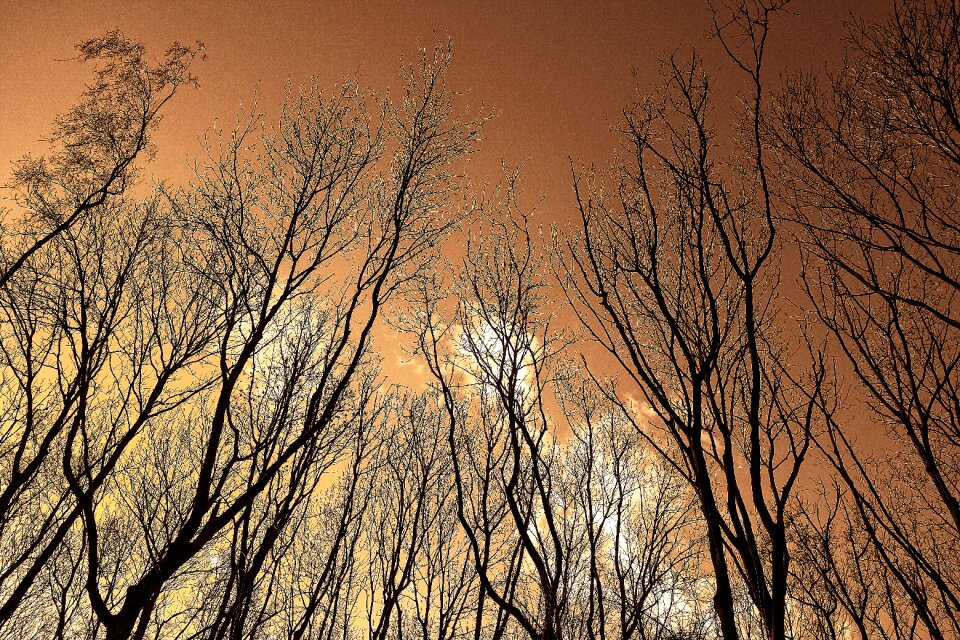 Bare trees rising up thin trees photo