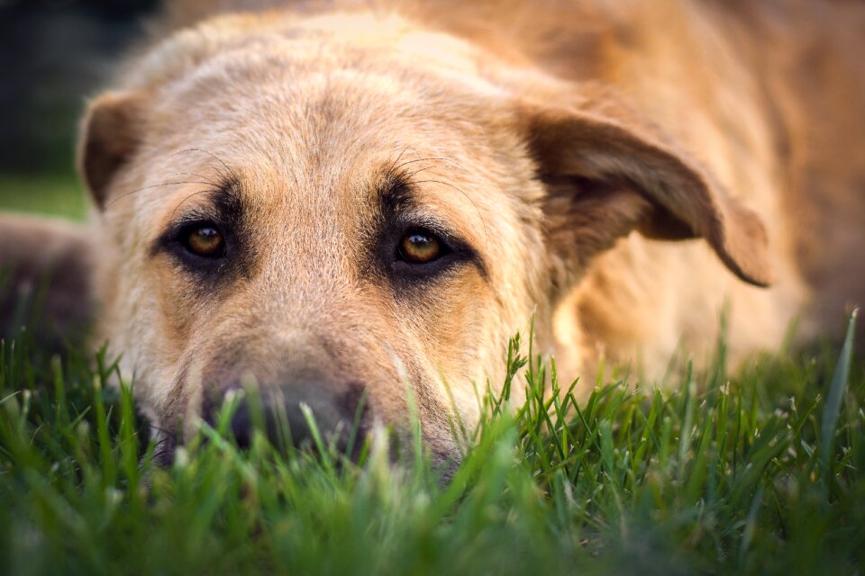 Animal portrait animal attention