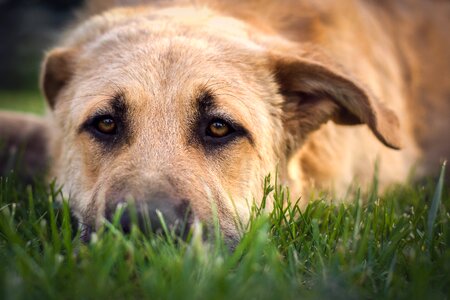 Animal portrait animal attention photo