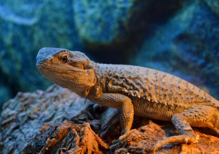 Animals animal world reptiles
