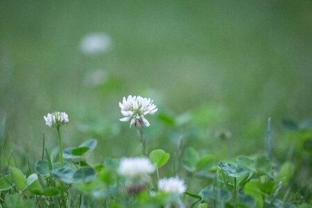 Nature plant grass