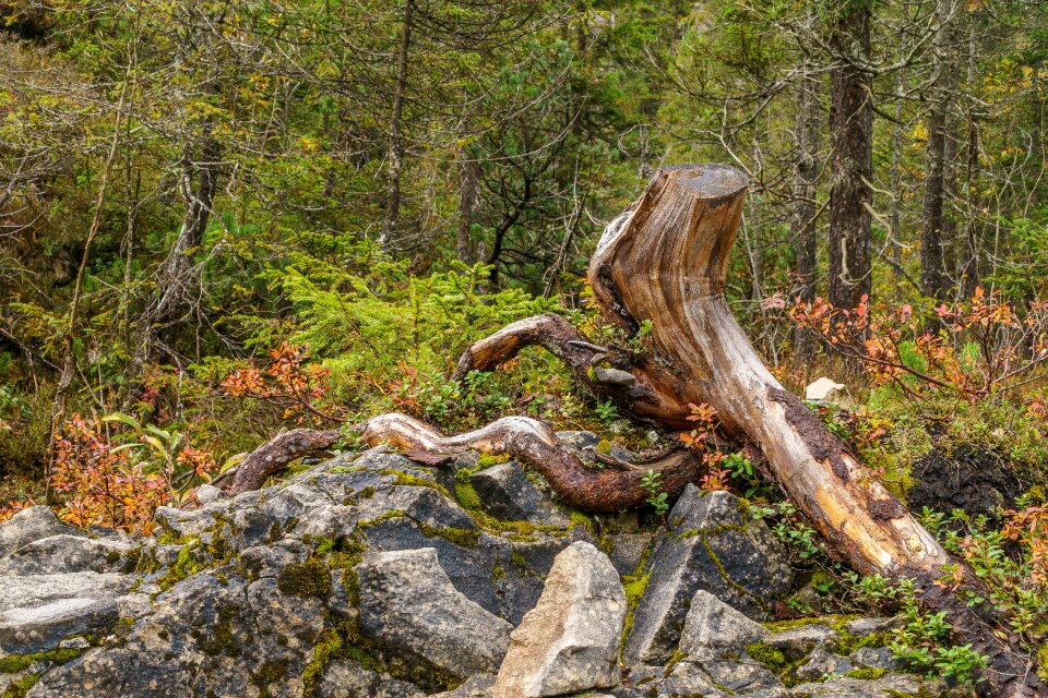 Wood allgäu high mountains