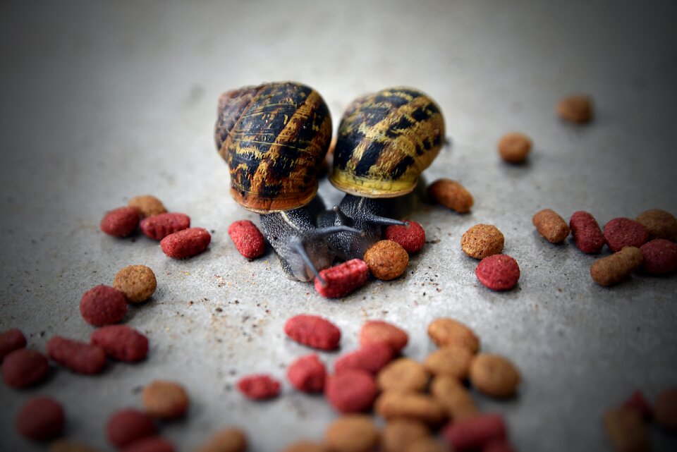 Wildlife desktop refreshment