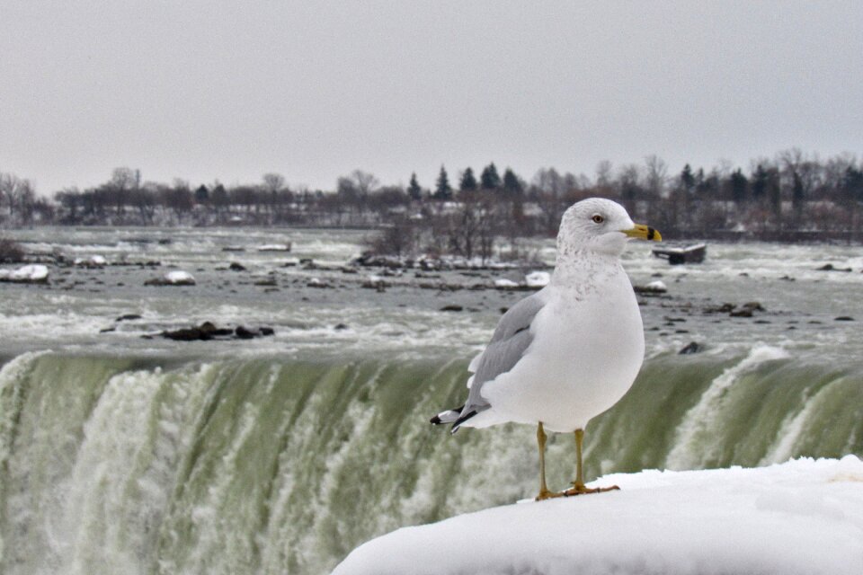 Waterfall bird nature seagull