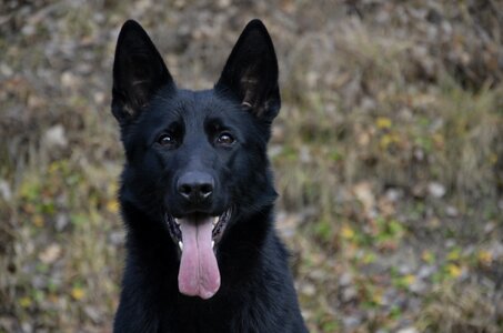 Dog animal german shepherd