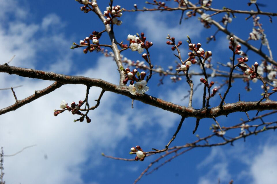 Blossom nature spring
