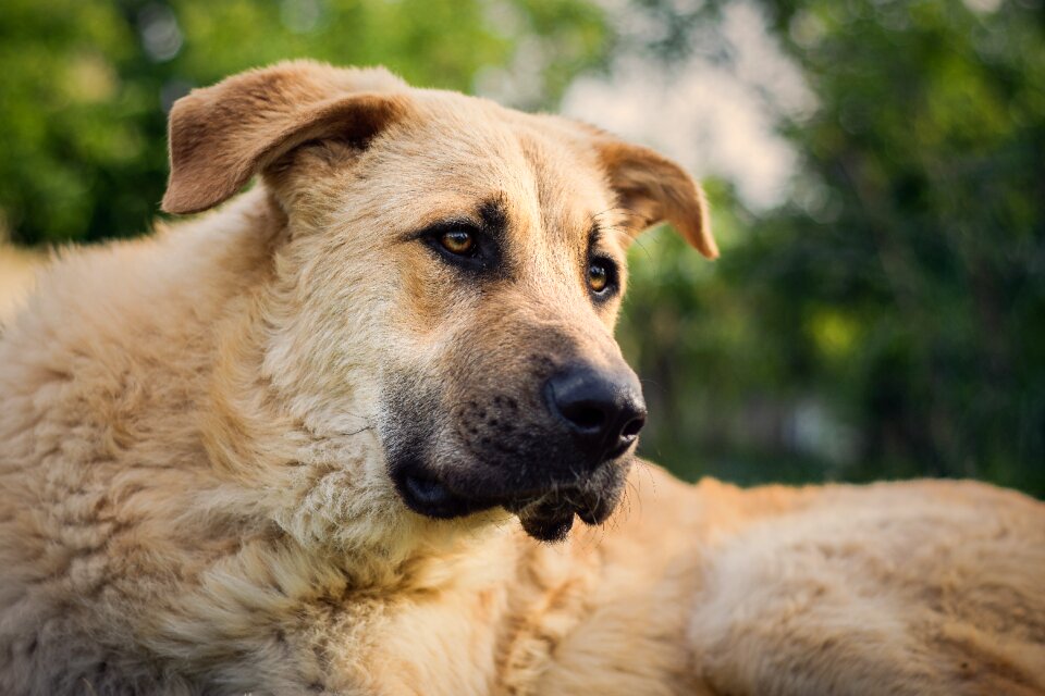 Animal portrait animal attention