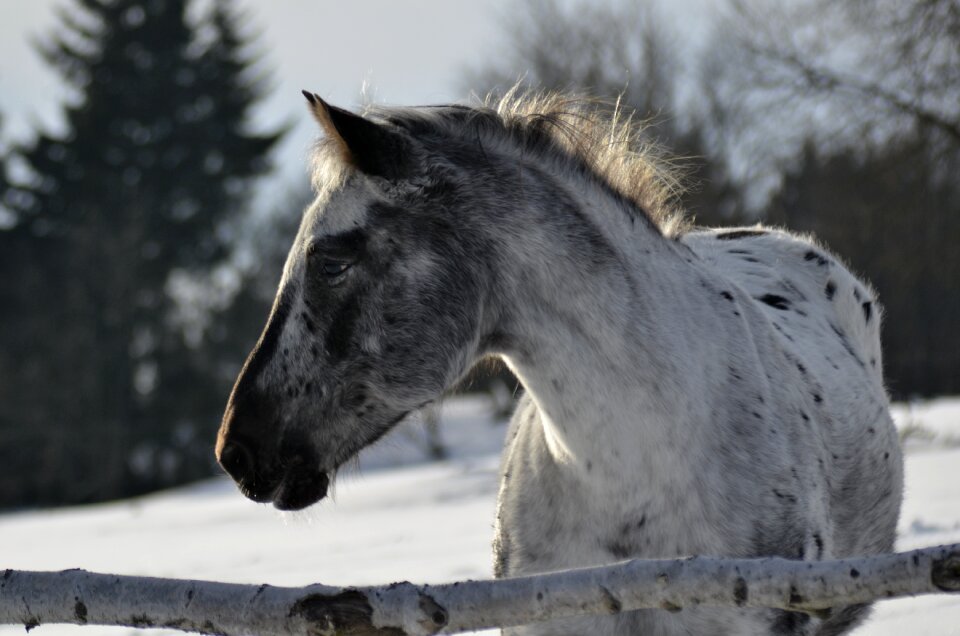 Horse animal outdoors