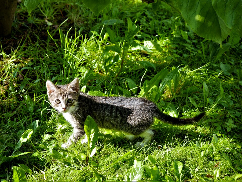 Grass kitten innocence