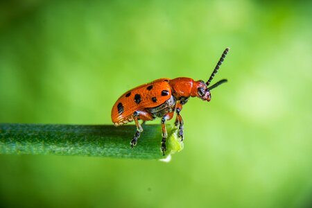 Red beetle macro nature