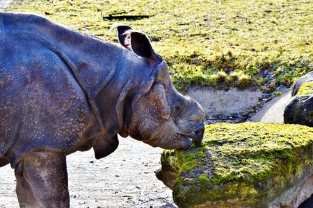 Mammal big game zoo