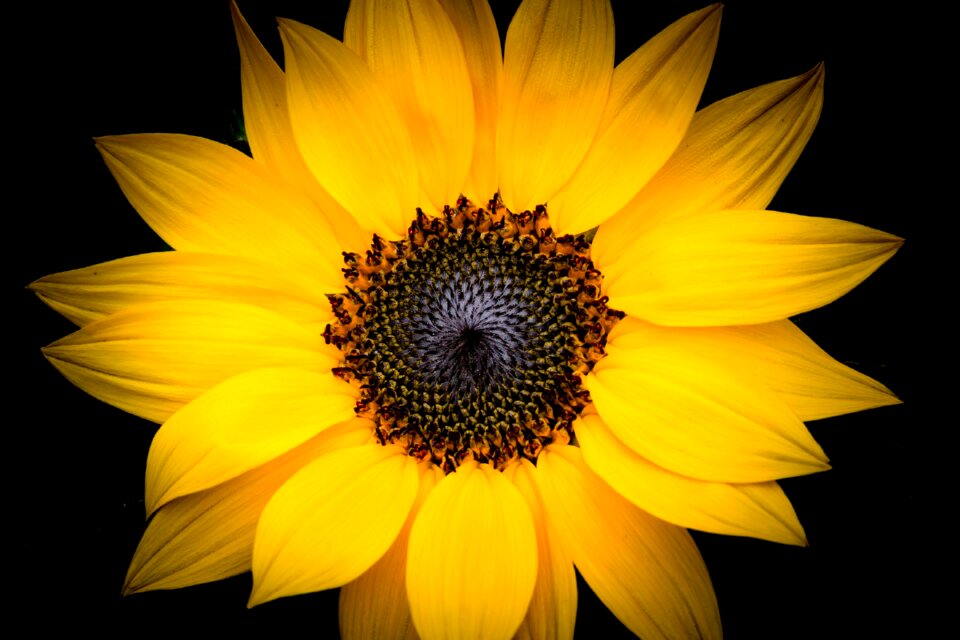 Color sunflower summer
