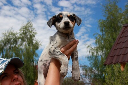 Puppy sky animals