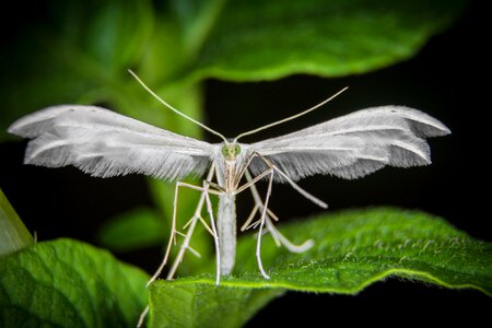 Moth spring little figure wing photo