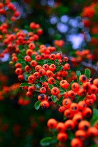 Autumn colors berry orange photo