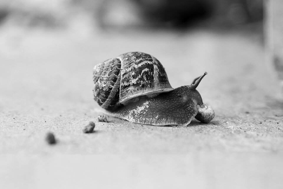 Gastropod animal desktop