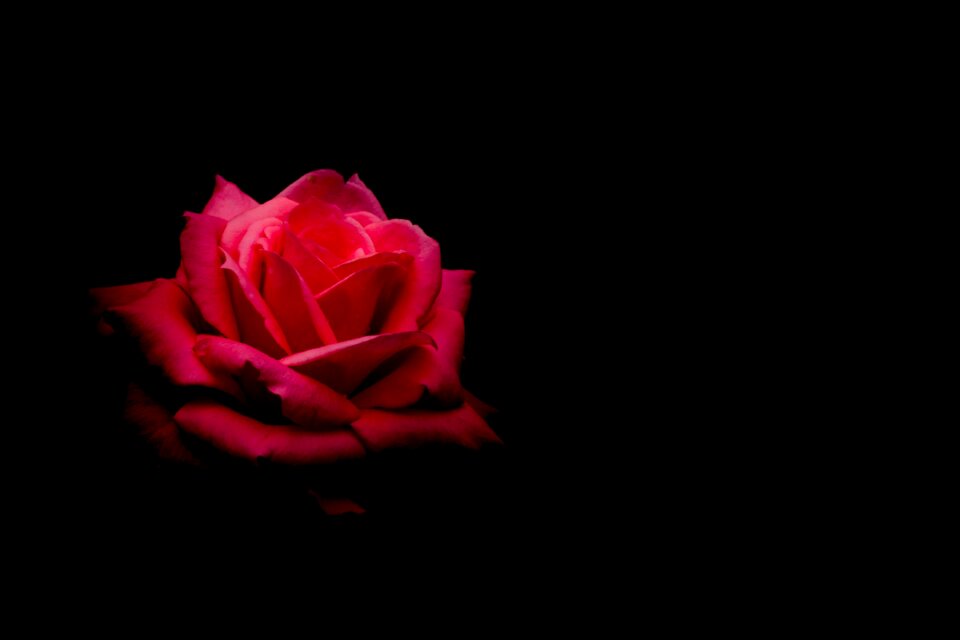 Love petal color