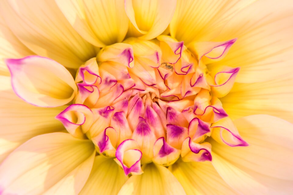 Dahlia orange flowers purple