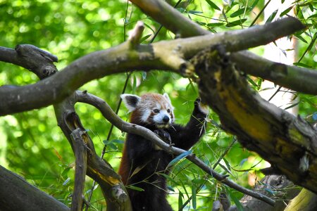 Mammal bear animal photo