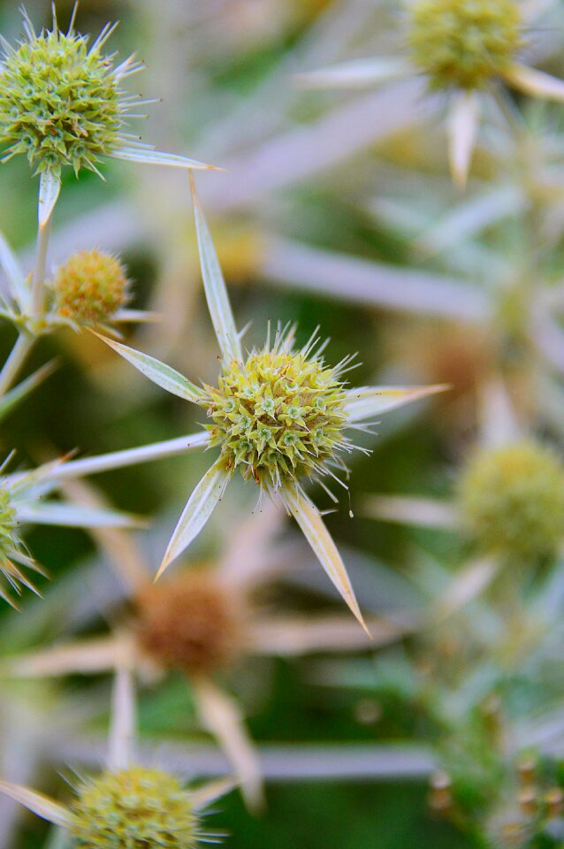 Foliage dry plant