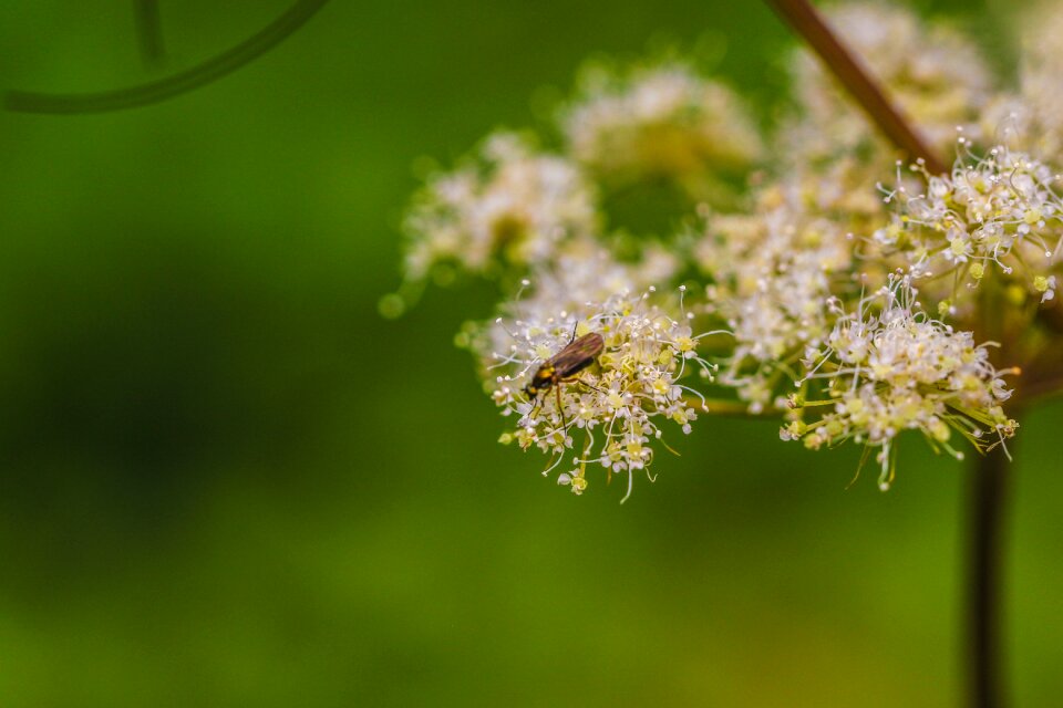 Green growth summer